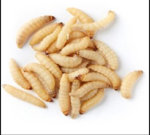 Live wax worms - wax, to