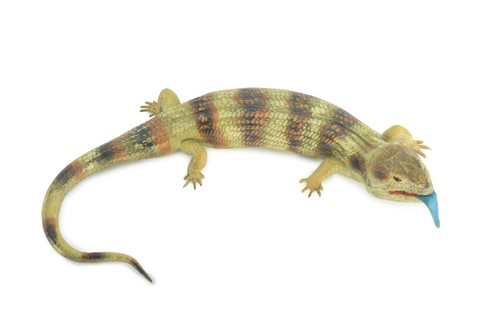 Blue tongue skink - blue, skink,